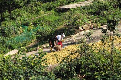8月1日,湖南省邵阳市,隆回县小沙江镇虎形山乡大托村,花农正在晾晒金银花。图/CFP